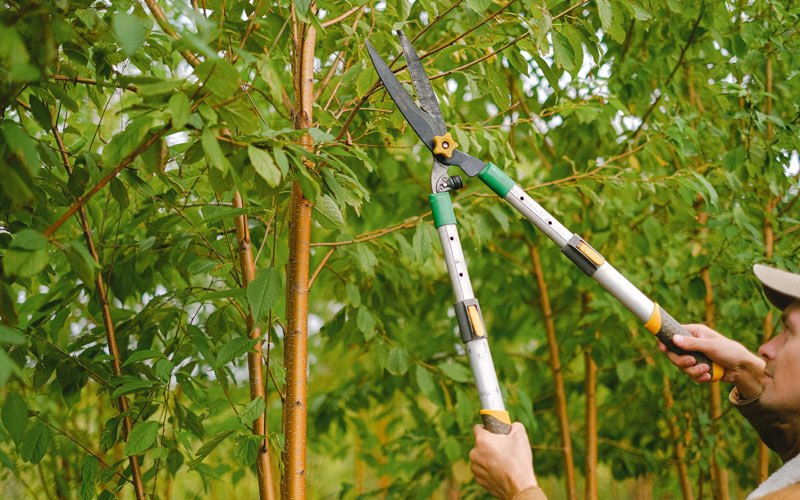 Tree trimming in Otisville, NY